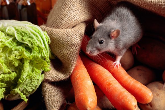 가을철 진드기·쥐로 인한 감염병 증가…야외활동주의보