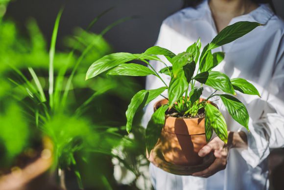 ﻿사무공간에서 키우기 좋은 식물 5가지