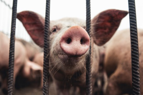 “돼지, 슈퍼박테리아 온상 될 수 있다” (연구)