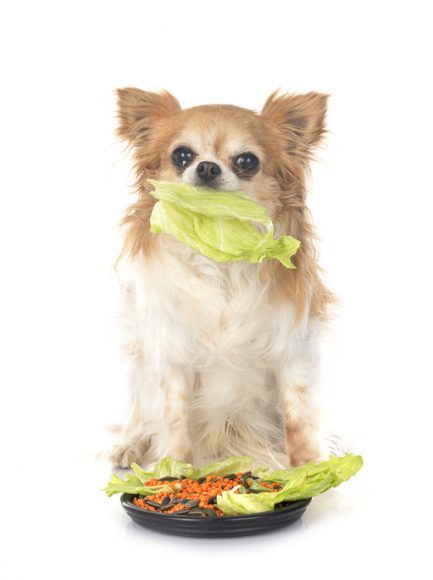 개 풀 뜯어먹는 소리? 채식하는 개가 건강하다? (연구)