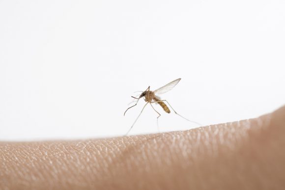 모기 멸종 올까? “유전자 변형 모기 실험 성공”
