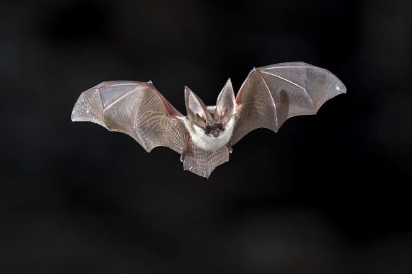 ‘드라큘라 전설’ 헝가리 박쥐서 에볼라 유사바이러스 첫 분리(연구)