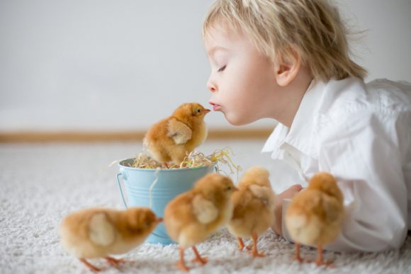“반려 닭 키운다면 살모넬라균 감염 조심해야”