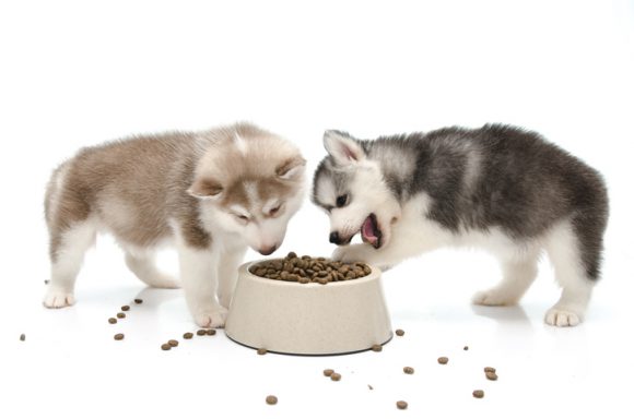 [저장][위드펫+] 강아지에게 양보하세요? 보호자와 나눠먹는 식재료