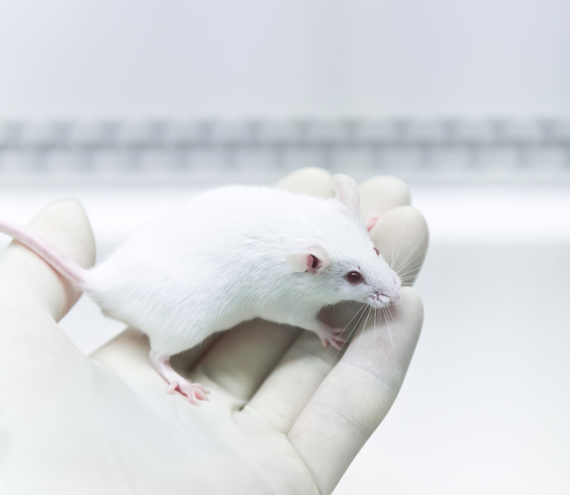 Human brain cells successfully transplanted into mouse heads … Ethical problems remain