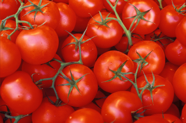 슈퍼푸드 ‘토마토’… 효능 9배 올리는 기적의 방법은?