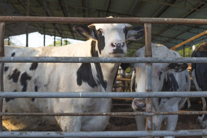 우유 생산비 지난 1년 13% 급등…낙농가 133곳 폐업