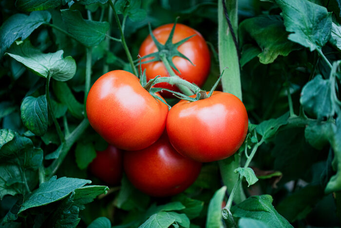 ﻿제철 완숙 토마토, 더 건강하게 먹는 법 4