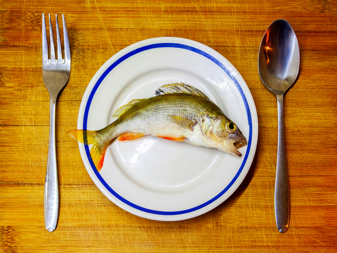 민물고기 수은오염 피하려면…여름·가을 생선이 최고?