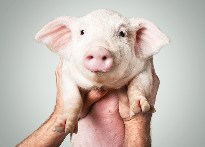 사람 콩팥 가진 유전자 조직 돼지 태어날까?