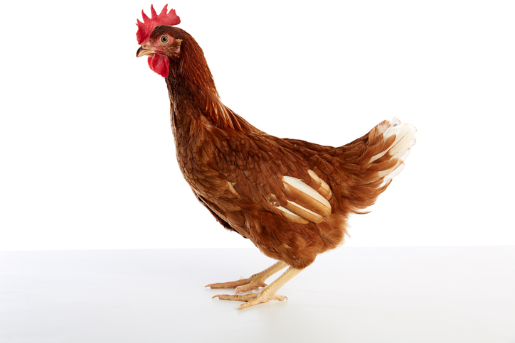 Gene Editing Creates Avian Influenza-Resistant Chickens: A Breakthrough ...