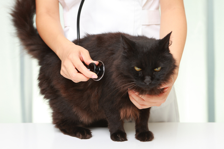 “병원가기 전 먹이세요” 고양이 진정제 FDA 승인