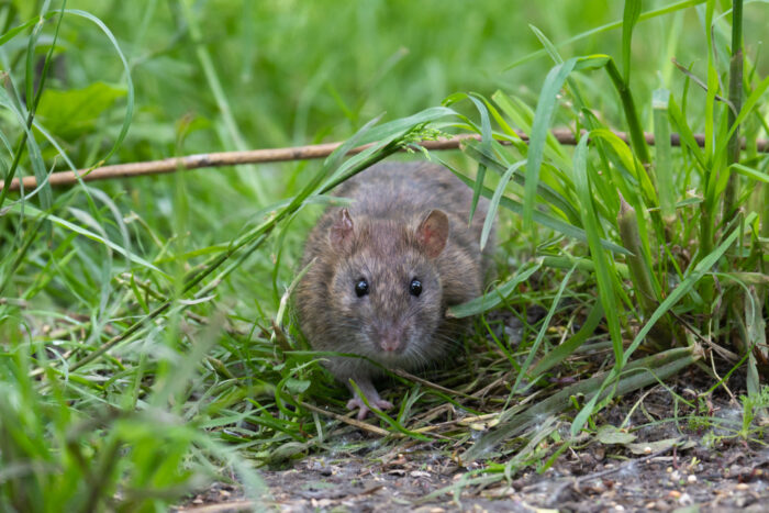 임산부는 사망까지…E형 간염 유발하는 ‘쥐’ 국내 발견