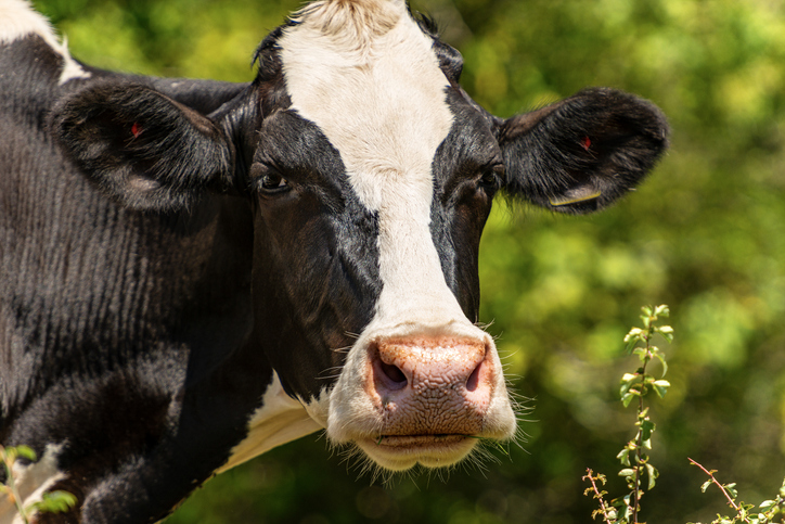 소가 조류독감을 옮긴다? 미국서 최초 발생