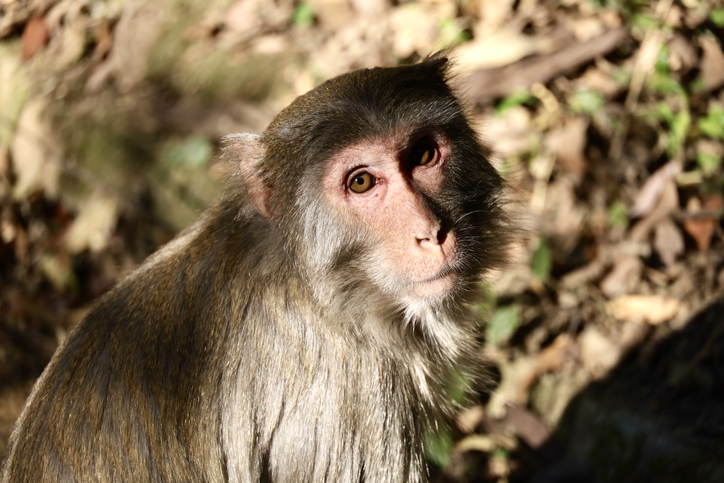 “홍콩 여행, 원숭이 조심하세요” …치명적 바이러스 감염 주의