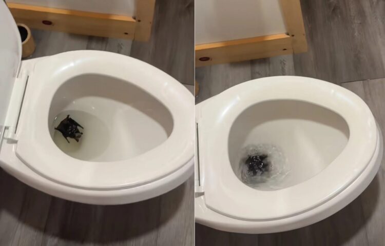 トイレで予期しない「この野生動物」…珍しい犬のリスクは何ですか、何が起こっているのですか？