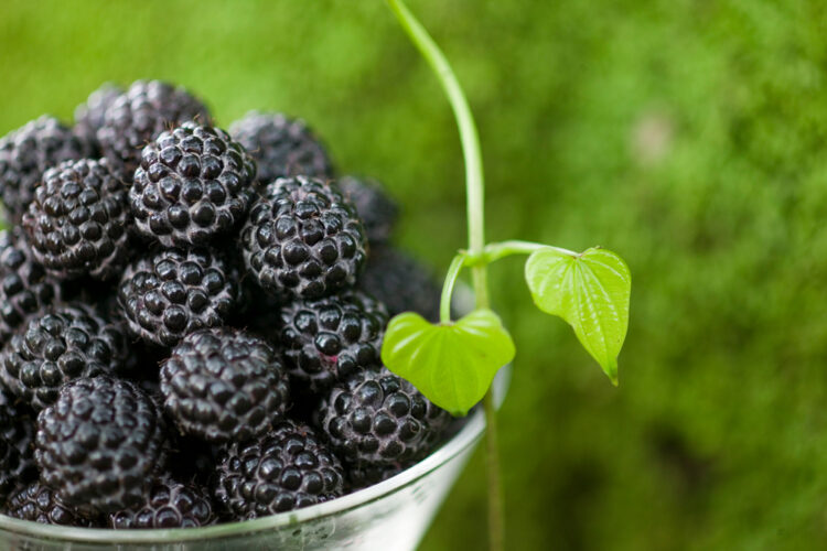 Controlar la glucemia sin renunciar a los nutrientes: estas son las frutas de verano de temporada con menos azúcar