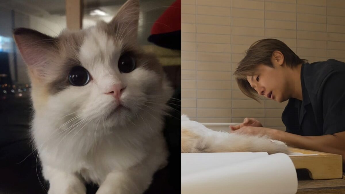 «Nunca había sentido una tristeza tan desgarradora»: Kang Min-hyuk, de CNBLUE, se despide de su gata Chichi