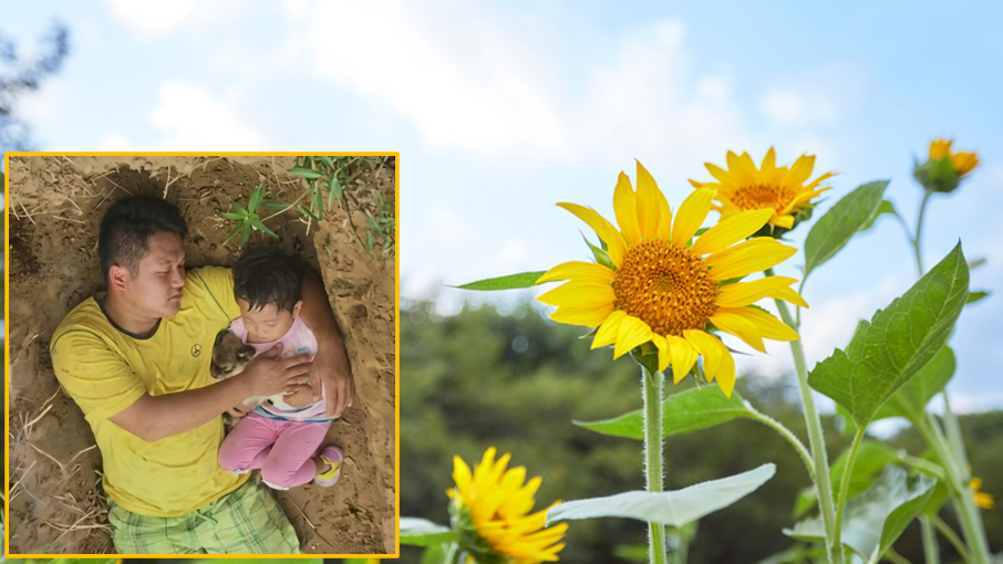 2세 딸 위해 미리 무덤 팠던 아빠⋯9년 뒤 해바라기 정원으로 바뀐 사연은?